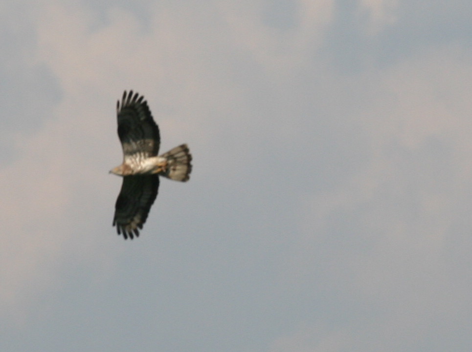 Falco pecchiaiolo[ ex Poiana ]